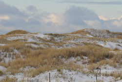 plants found in sand dunes falkland island 